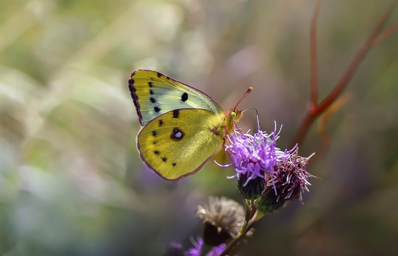 The Butterfly Effect